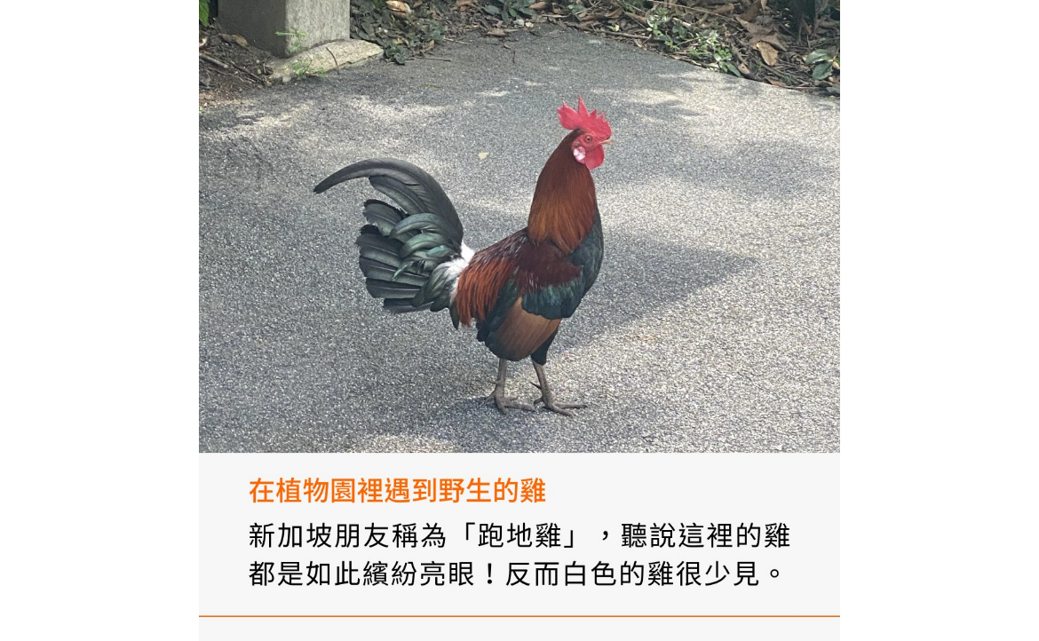 植物園生態豐富，知名景點包括蘭花園、熱帶雨林等，走在路上還不時可遇到巨蜥。