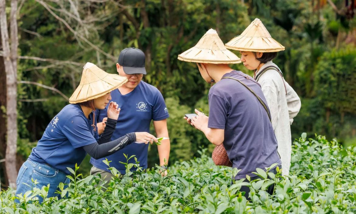 穿透雲霧的溫柔革命，鹿谷茶鄉的新生與慢旅