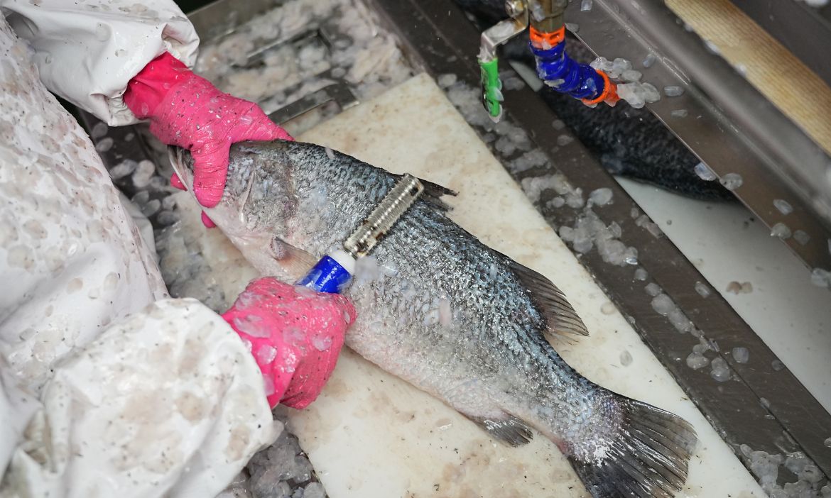 有食魚文化的支撐 吃魚才有滋味
