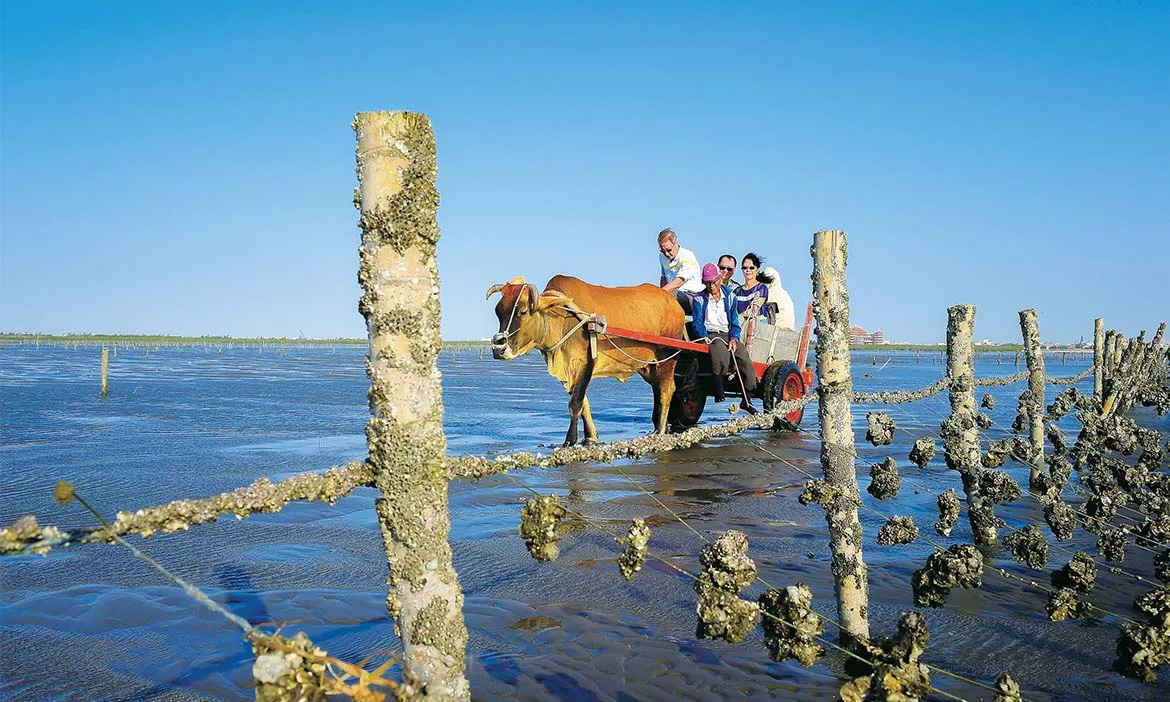 西濱海岸黑色大地，全臺獨一無二的海牛採蚵體驗
