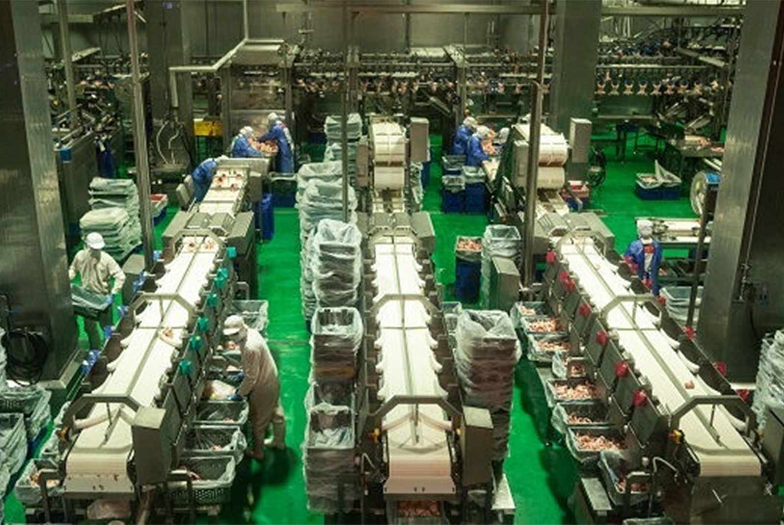 宰雞也能工業4.0！吹冷氣、講人道　全台最先進宰雞廠在梧棲