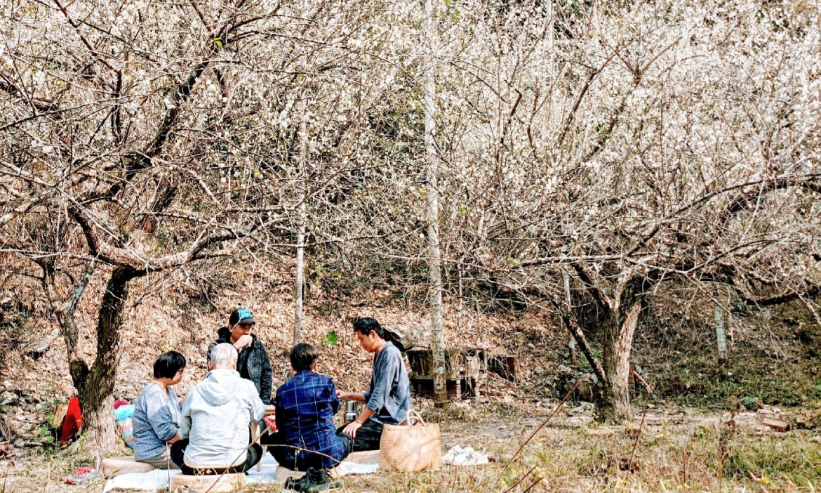 梅花、櫻花▶高雄六龜享受花見野餐、吃餅佐茶和釀酒，領會島嶼四季
