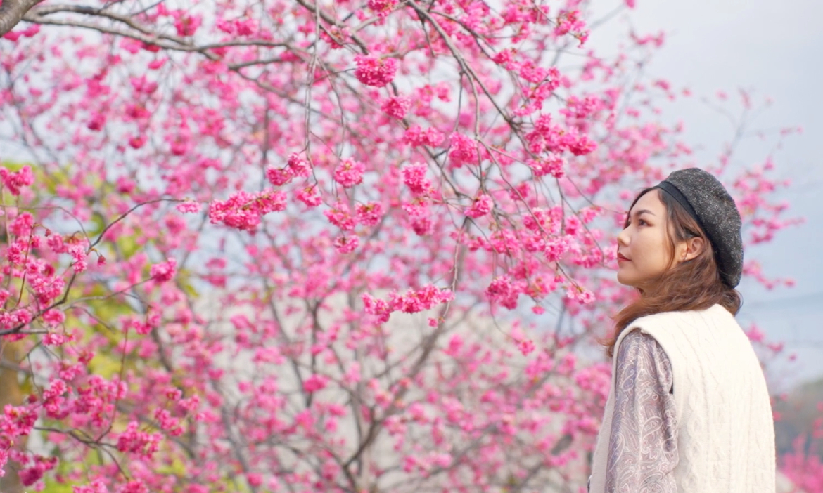 櫻花、油菜花▶盡賞后里春櫻、忘憂谷花海，出發台中邂逅四季花卉美景