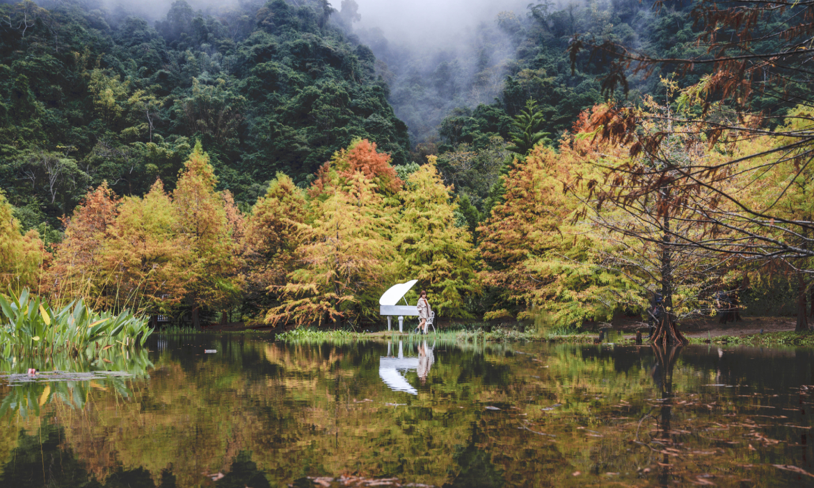 落羽松▶到苗栗南庄享受森林中的北國風景，漫遊湖畔落羽松秘境