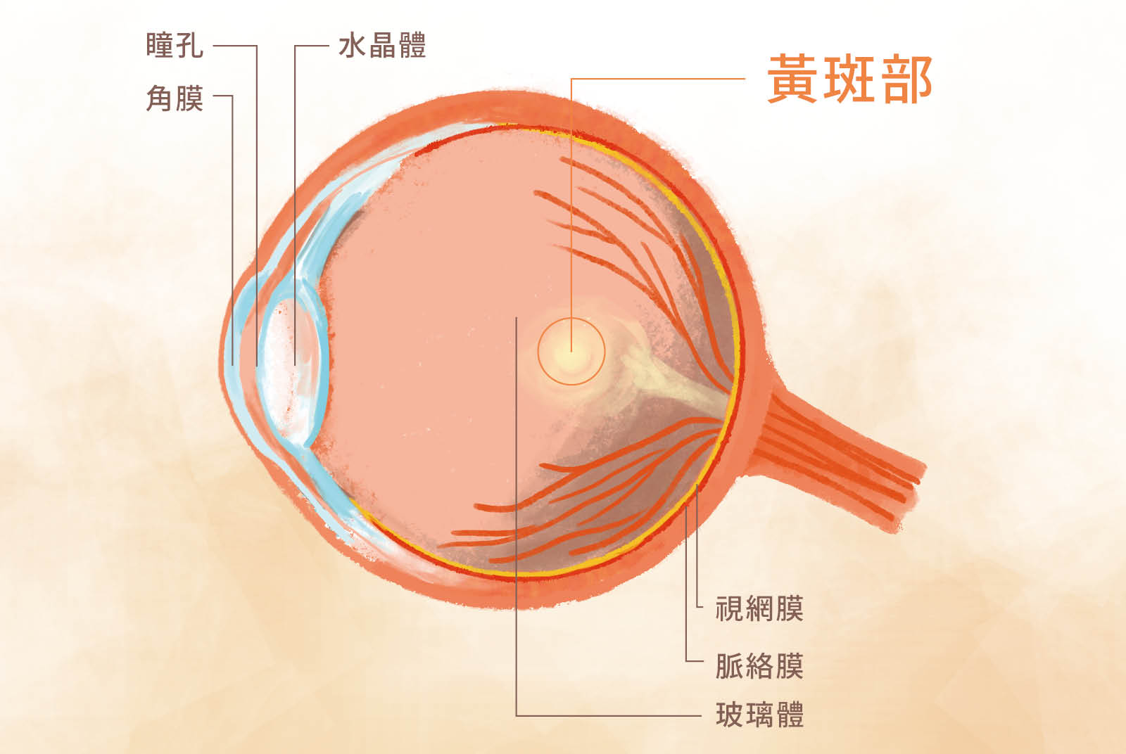 點圖看更多護眼方法