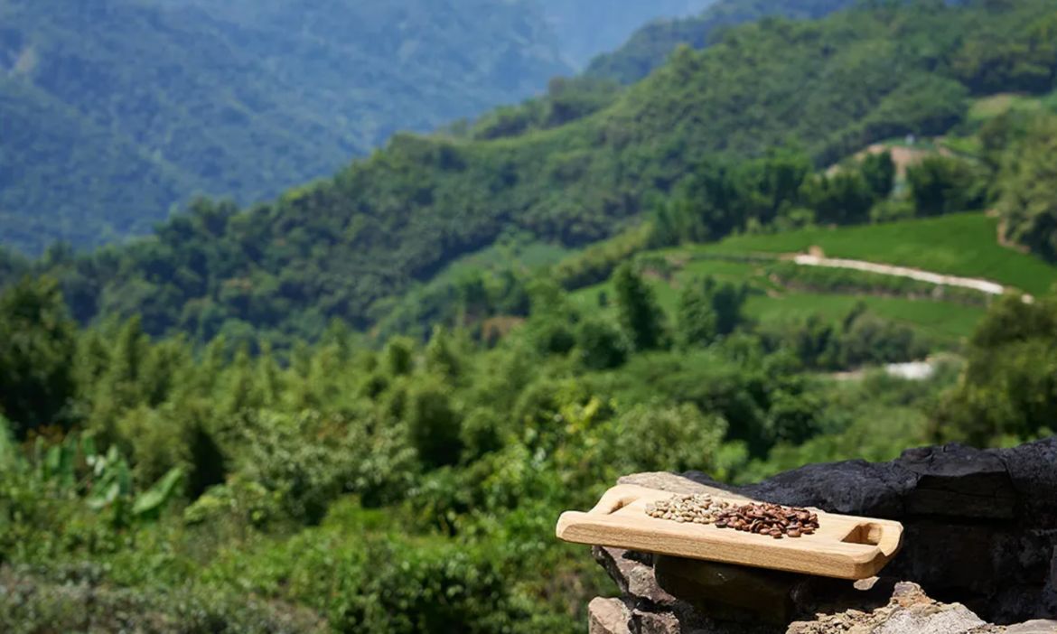 茶or咖啡？高山滋養出的韻味