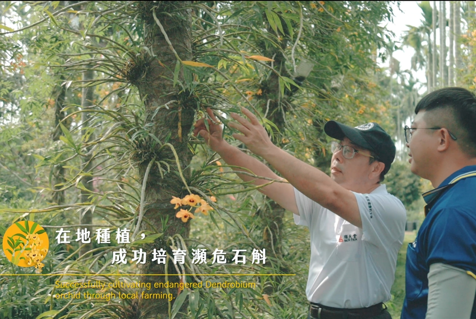 在地種植，成功培育瀕危石斛。