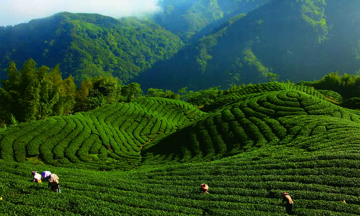 南投竹山八卦茶園（攝影：陳應欽）
